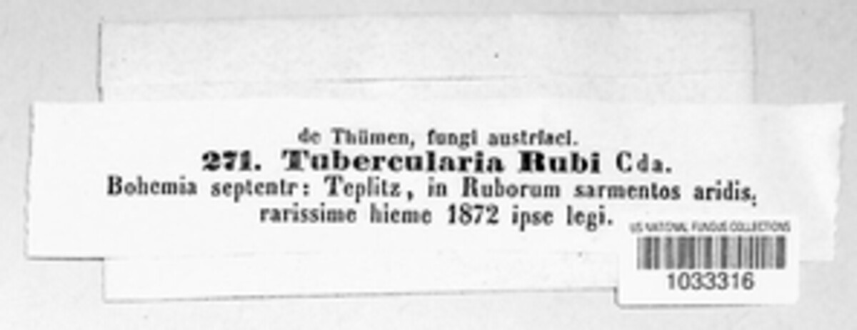 Tubercularia rubi image